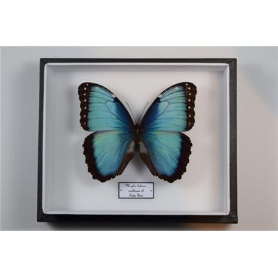 Morpho helenor carillensis