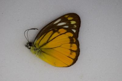 Cepora aspasia emma male