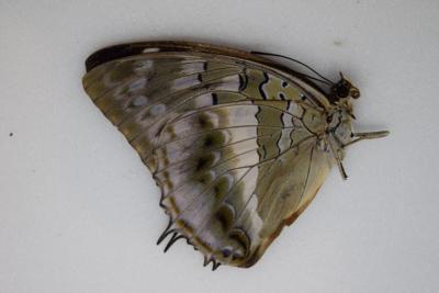 Charaxes ameliae femelle