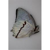 Charaxes hadrianus mâle