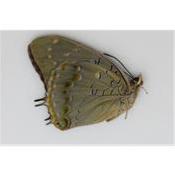 Charaxes imperialis femelle