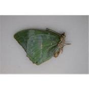 Charaxes subornatus femelle
