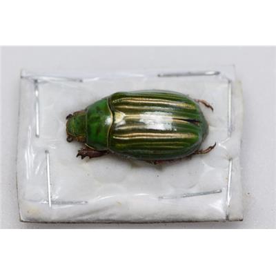 Chrysina adelaida vert male