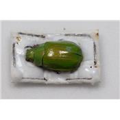 Chrysina gorda mâle