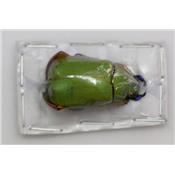 Chrysina triumphalis male 