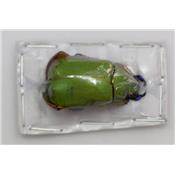 Chrysina triumphalis male A-