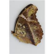 Cymothoe diphia femelle