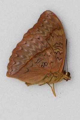 Cymothoe sangaris male