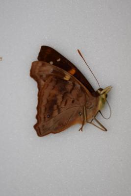 Doxocopa elis
