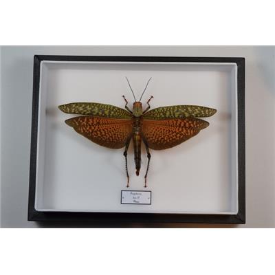 Tropidacris dux ailes ouvertes