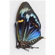 Eterusia repleta 1 couple