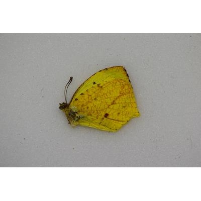 Eurema arbela male