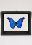 DBV Morpho cacica male