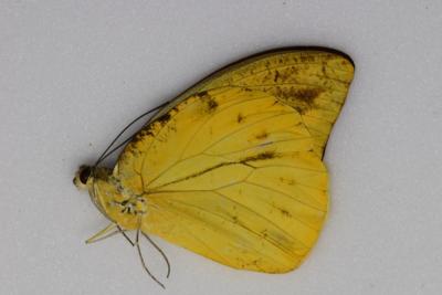 Hebomoia leucippe mâle