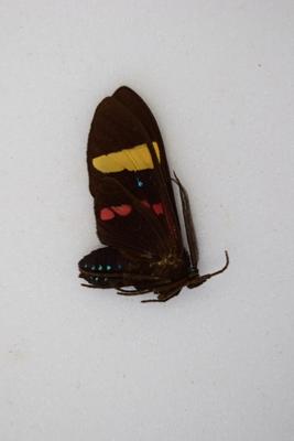 Histiaca proserpina