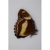 Hypolimnas bolina femelle