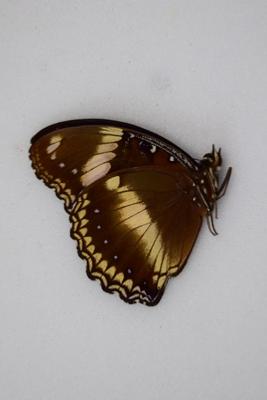 Hypolimnas bolina male