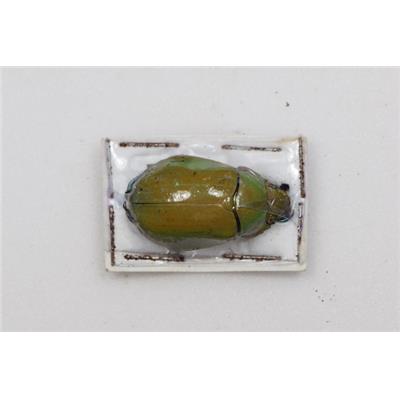 Chrysina modesta vert femelle