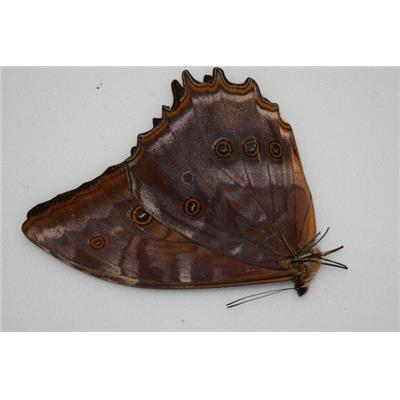 Morpho theseus juturna male A1