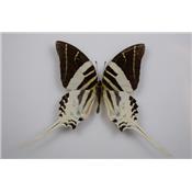 Papilio androcles mâle