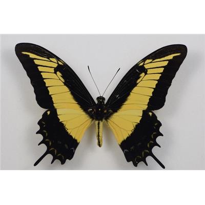 Papilio androgeus male étalé