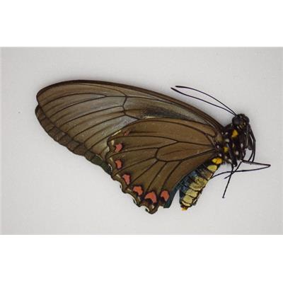 Papilio crassus femelle