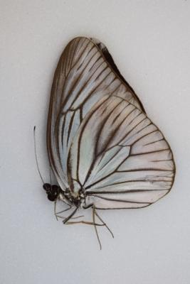 Pareronia tritea sulaensis male