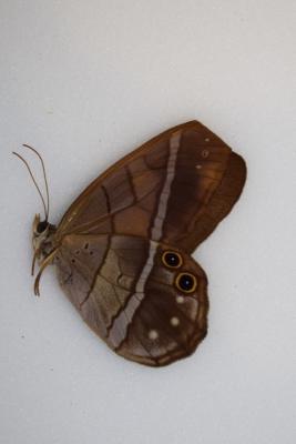 Pierella astyoche femelle