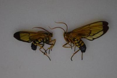 Papillon sp 1