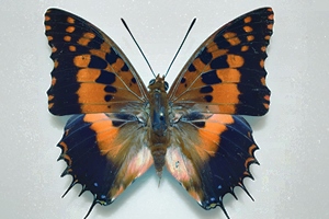 NYMPHALIDAE : Afrique, Europe