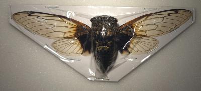 Cryptotympana nitidula