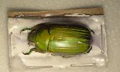 Chrysina paulseni femelle vert
