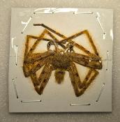 Spider marron clair 3/4 cm