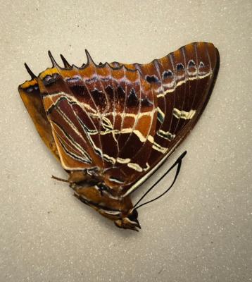 Charaxes richelmani male