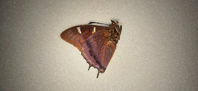 Charaxes lactetinctus male
