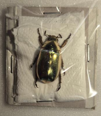 Chrysina kalinini male