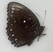 Elymnias cumaea barnemanni A-