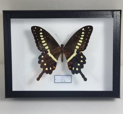 Boîte Cloche Papilio lormieri