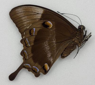 Papilio ulysses autolycus femelle