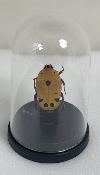 Mini Globes Euchroea auripigmenta