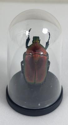 Mini Globes Torynorrhina flammea