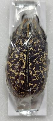 Polyphylla tonkinensis