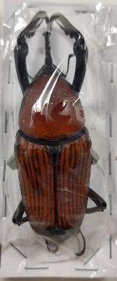 Macrochirus praetor