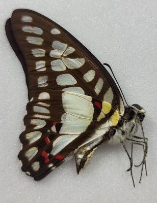 Graphium doson A-