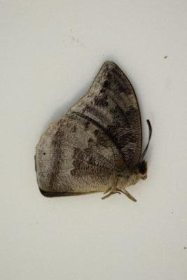 Anaea praxias male