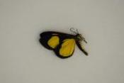 Cyllopoda jatyopharia