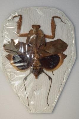 Deroplatys dessicata femelle