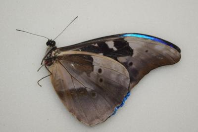 Morpho rhetenor A1- male