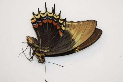 Papilio androgeus femelle equateur