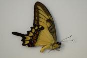 Papilio lycophron male